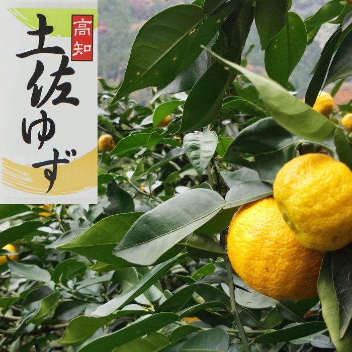 土佐ゆず玉1玉