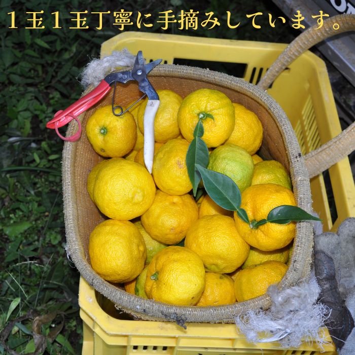 土佐ゆず玉1玉