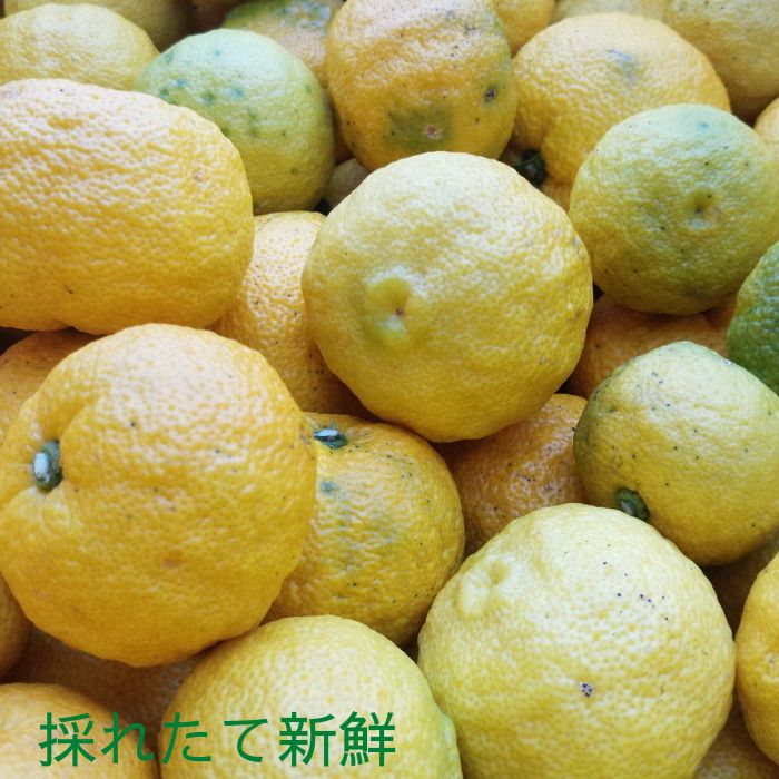 土佐ゆず果汁18.5kg業務用